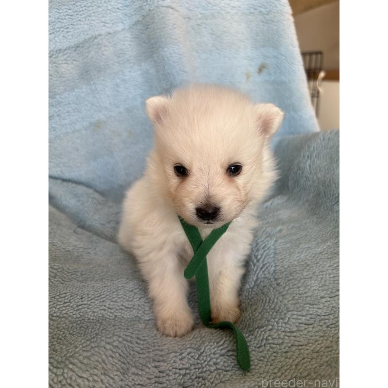 販売中の愛知県の日本スピッツ-427261の2枚目