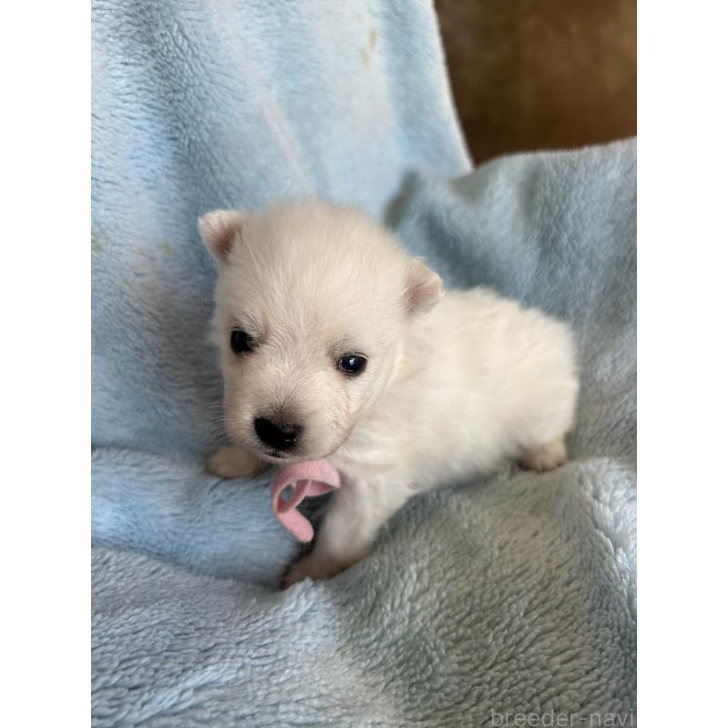 販売中の愛知県の日本スピッツ-427262の1枚目