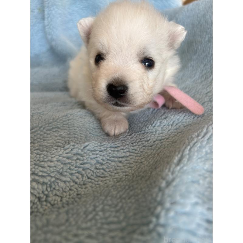 販売中の愛知県の日本スピッツ-427262の4枚目