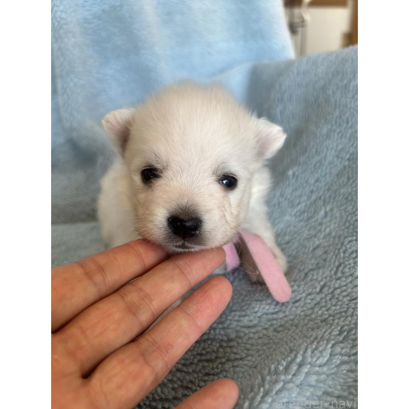 販売中の愛知県の日本スピッツ-427262の3枚目