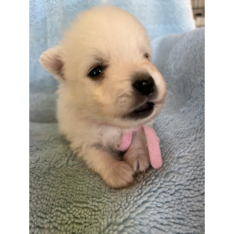 販売中の愛知県の日本スピッツ-427262の2枚目