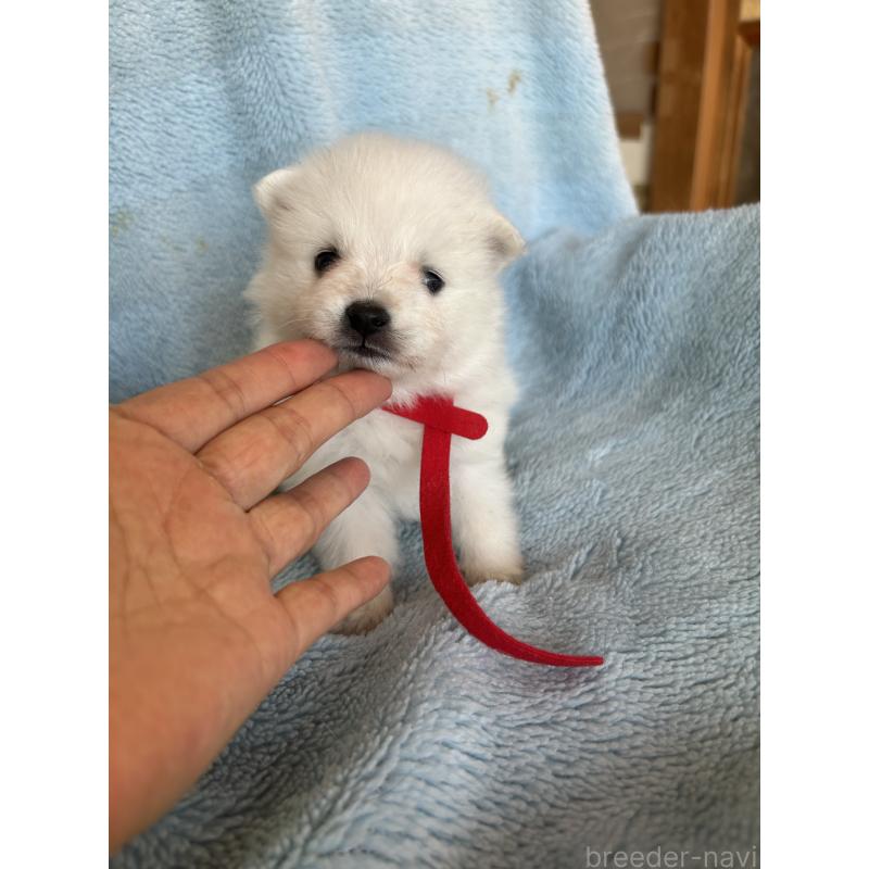 販売中の愛知県の日本スピッツ-427263の5枚目