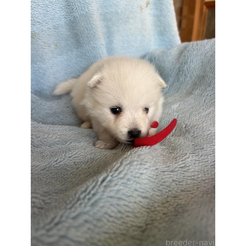 販売中の愛知県の日本スピッツ-427263の4枚目