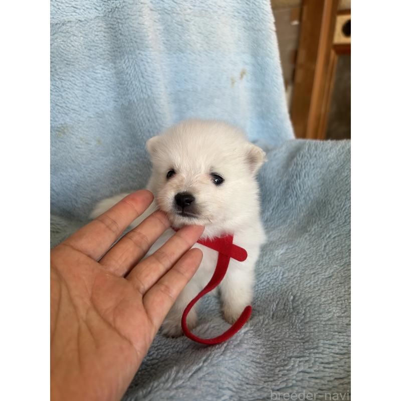 販売中の愛知県の日本スピッツ-427263の3枚目