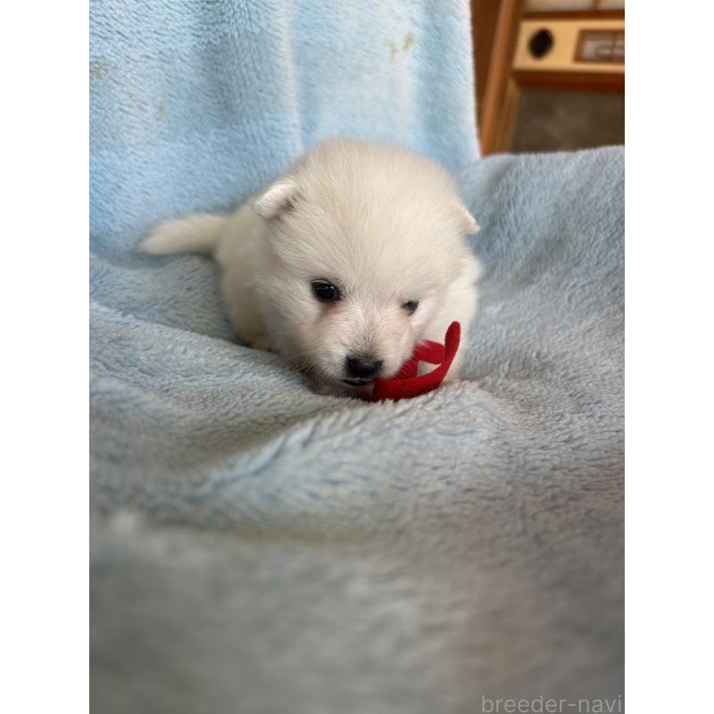 販売中の愛知県の日本スピッツ-427263の2枚目