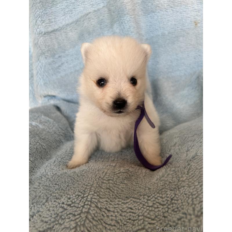 販売中の愛知県の日本スピッツ-427264