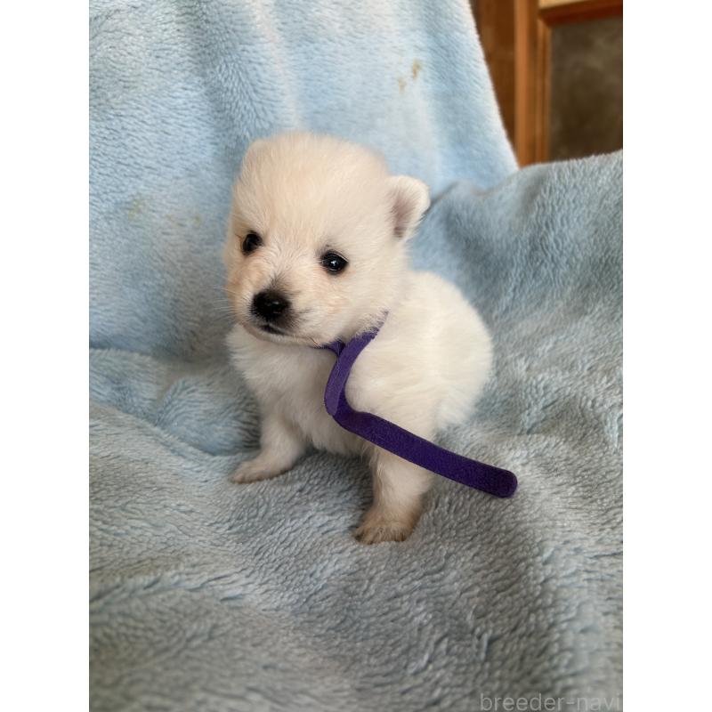 販売中の愛知県の日本スピッツ-427264の5枚目