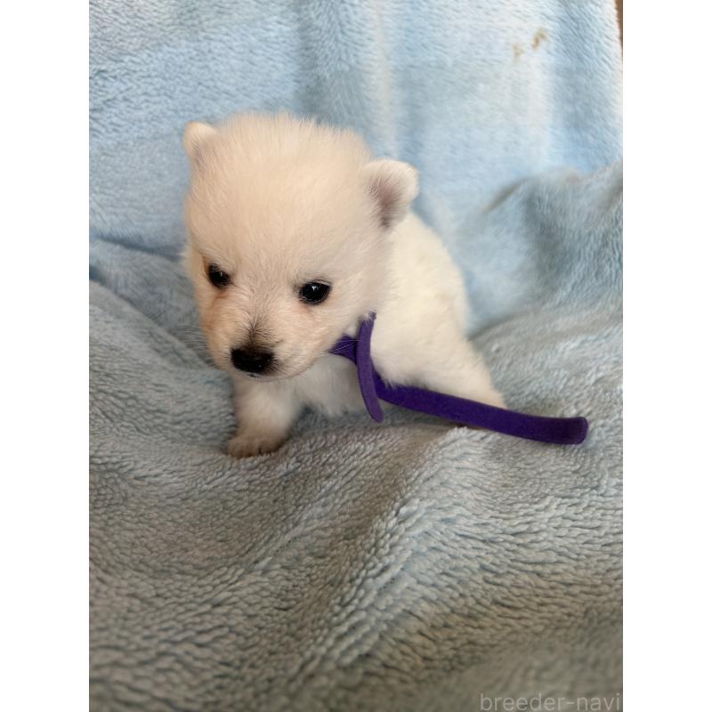 販売中の愛知県の日本スピッツ-427264の4枚目