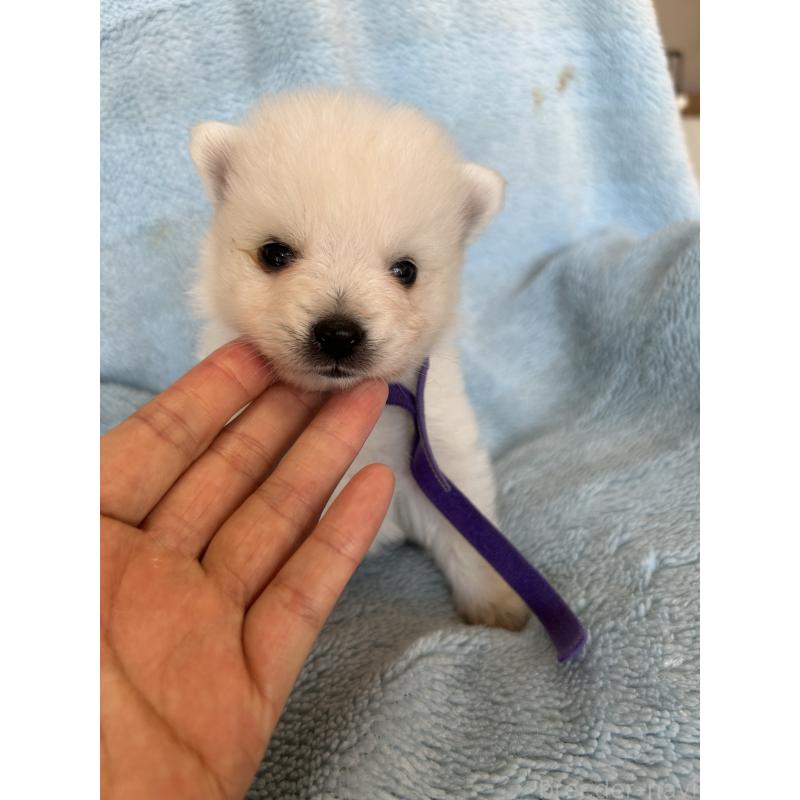 販売中の愛知県の日本スピッツ-427264の3枚目