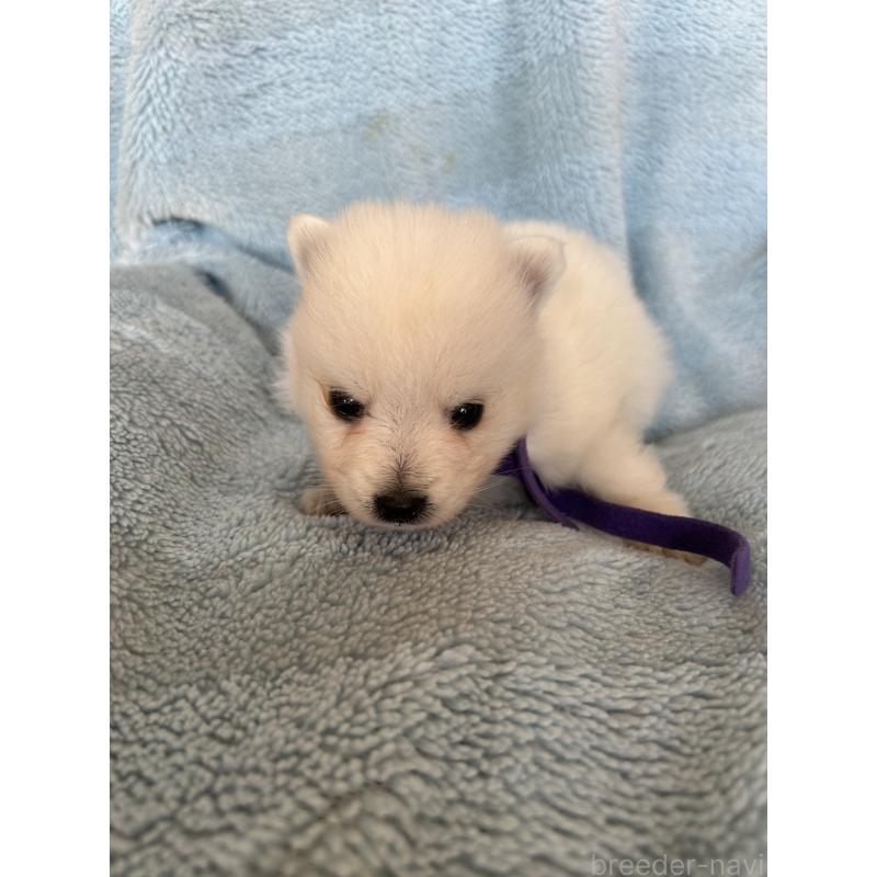 販売中の愛知県の日本スピッツ-427264の2枚目