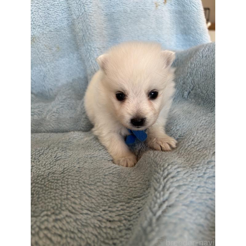 販売中の愛知県の日本スピッツ-427265