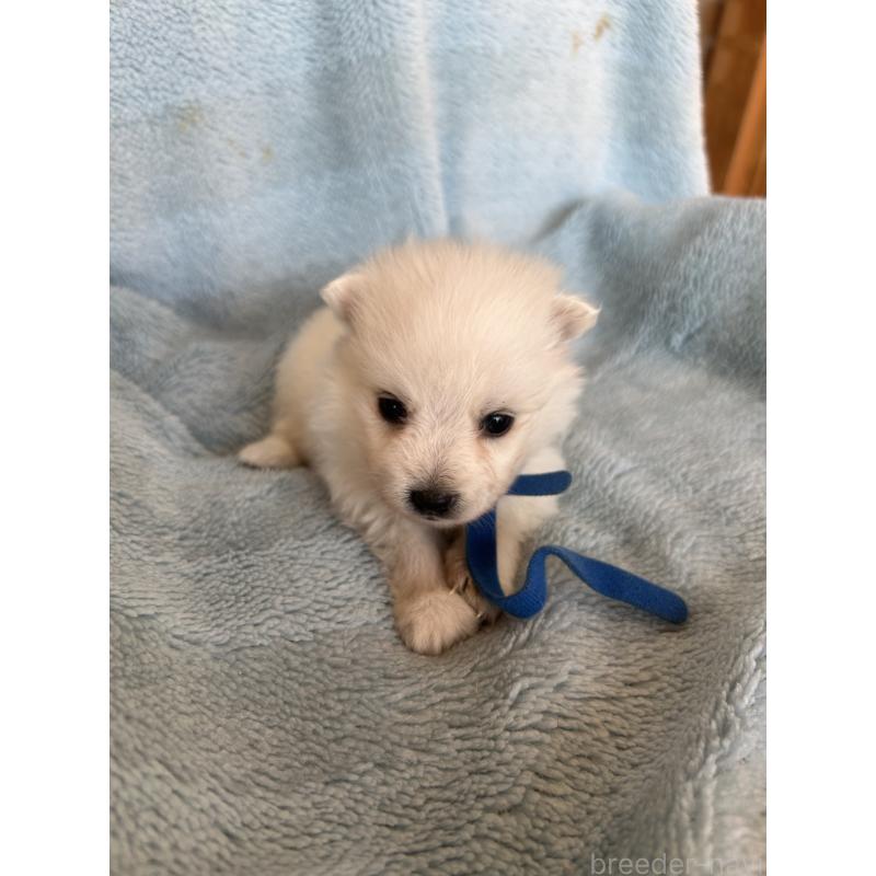 販売中の愛知県の日本スピッツ-427265の5枚目