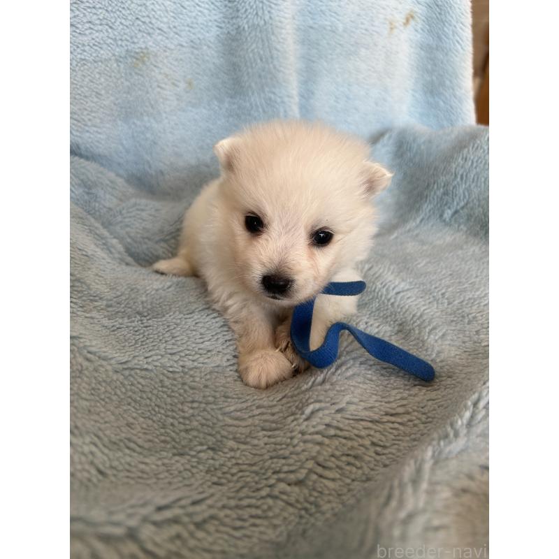 販売中の愛知県の日本スピッツ-427265の4枚目