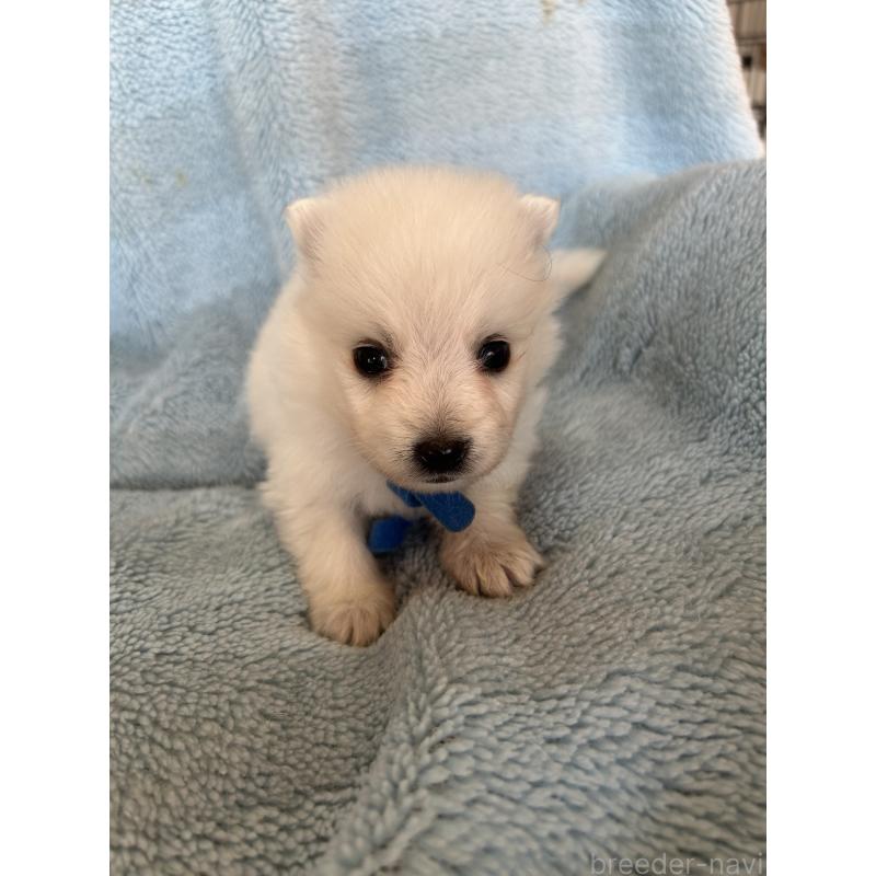 販売中の愛知県の日本スピッツ-427265の3枚目