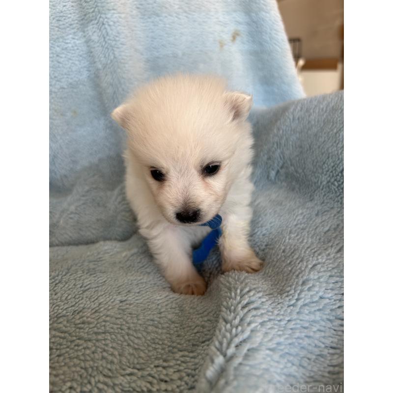 販売中の愛知県の日本スピッツ-427265の2枚目