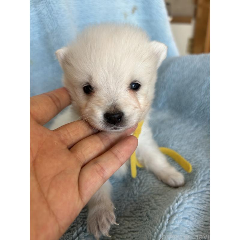 販売中の愛知県の日本スピッツ-427266