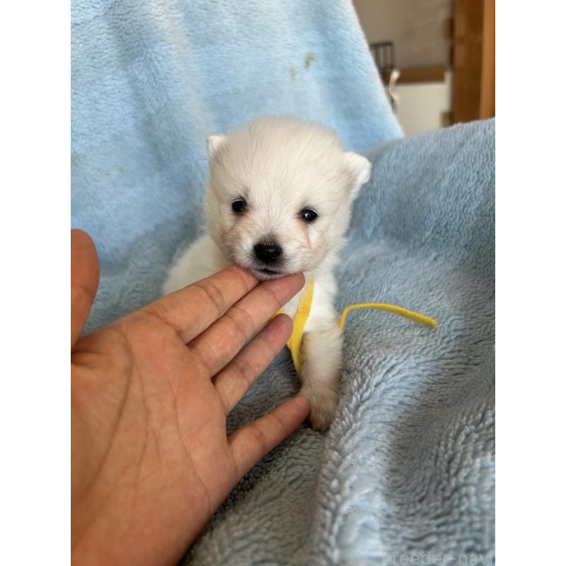 販売中の愛知県の日本スピッツ-427266の4枚目