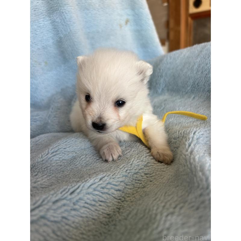 販売中の愛知県の日本スピッツ-427266の3枚目