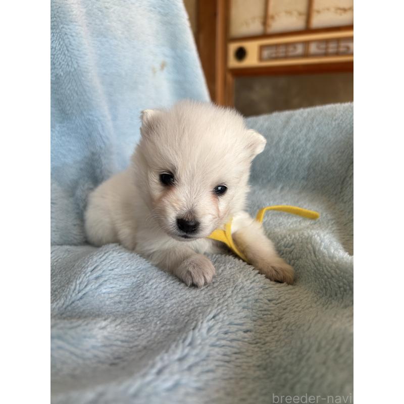 販売中の愛知県の日本スピッツ-427266の2枚目