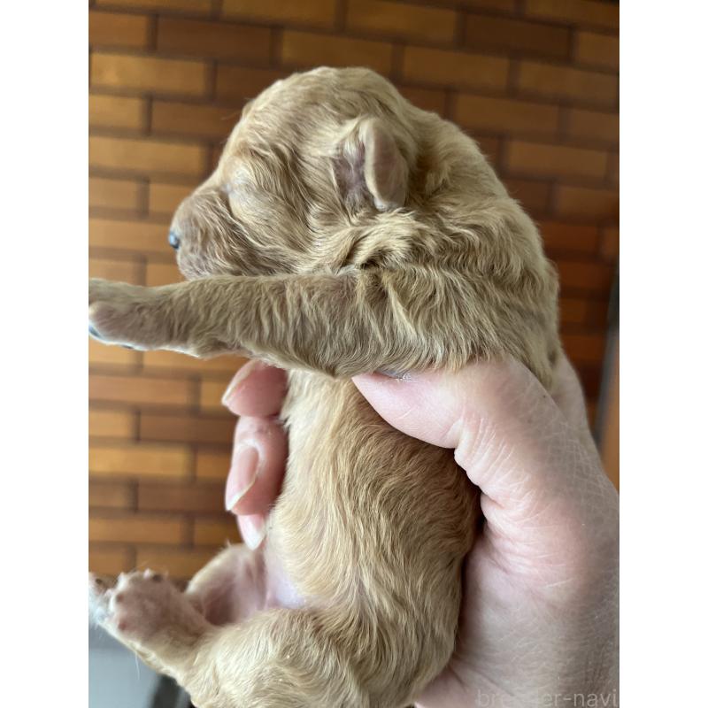 販売中の東京都のマルプー:マルチーズ×トイプードル-427267の3枚目