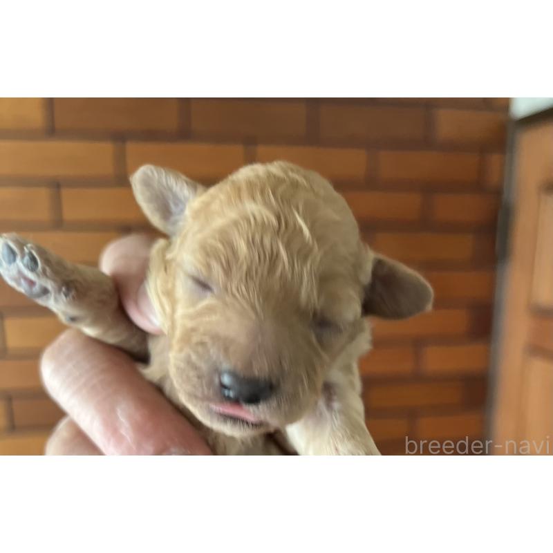 販売中の東京都のマルプー:マルチーズ×トイプードル-427267の2枚目