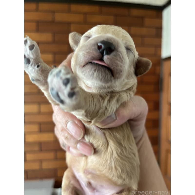 販売中の東京都のミックス犬-427268の3枚目