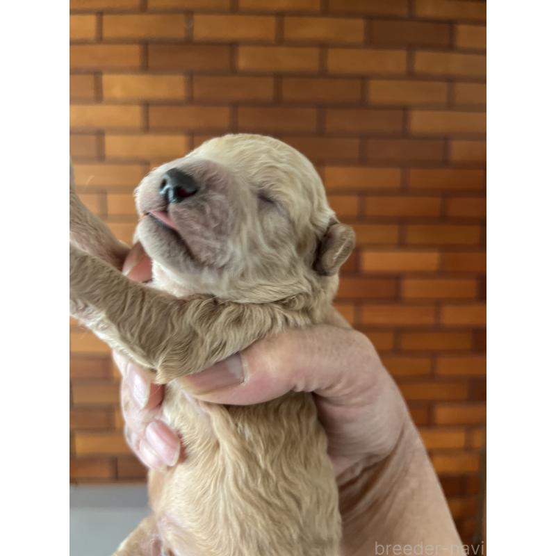 販売中の東京都のミックス犬-427268の2枚目