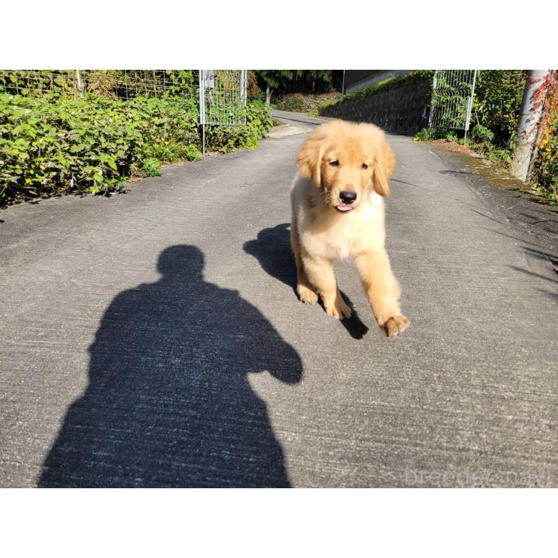 販売中の三重県のゴールデンレトリーバー-415592の5枚目