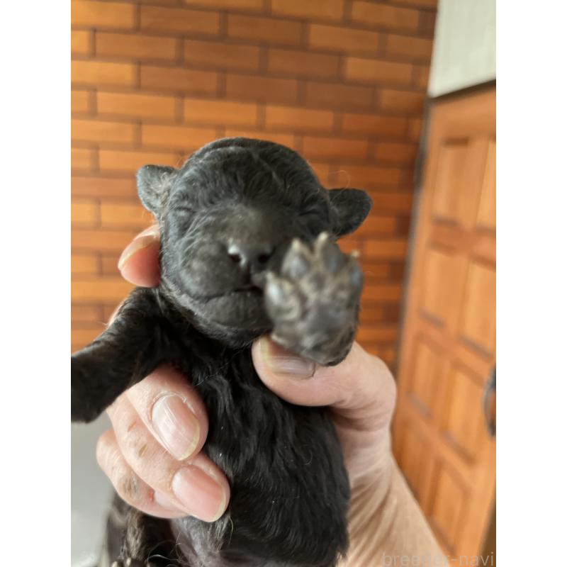 販売中の東京都のミックス犬-427269の3枚目