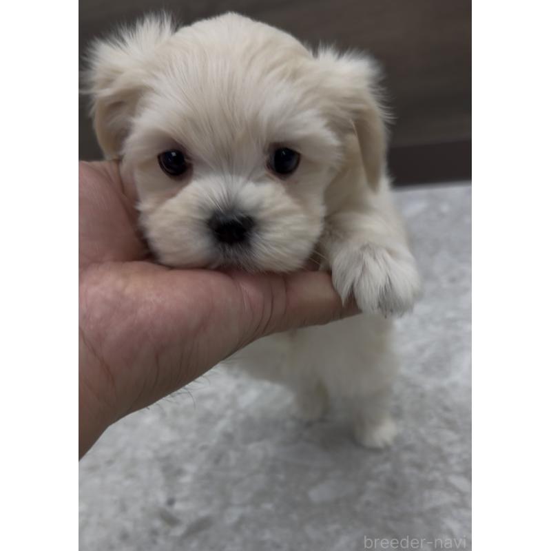 販売中の福岡県のミックス犬-424001の11枚目