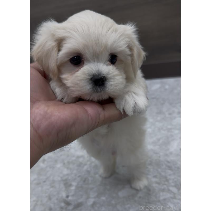 販売中の福岡県のミックス犬-424001の10枚目