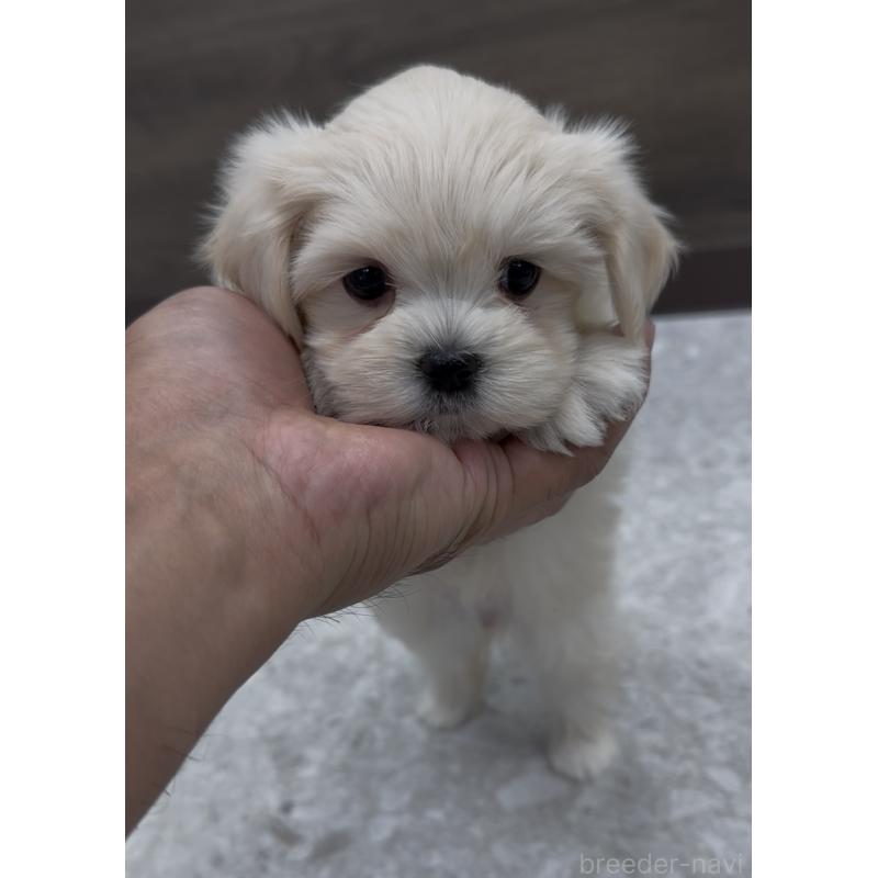 販売中の福岡県のミックス犬-424001の9枚目