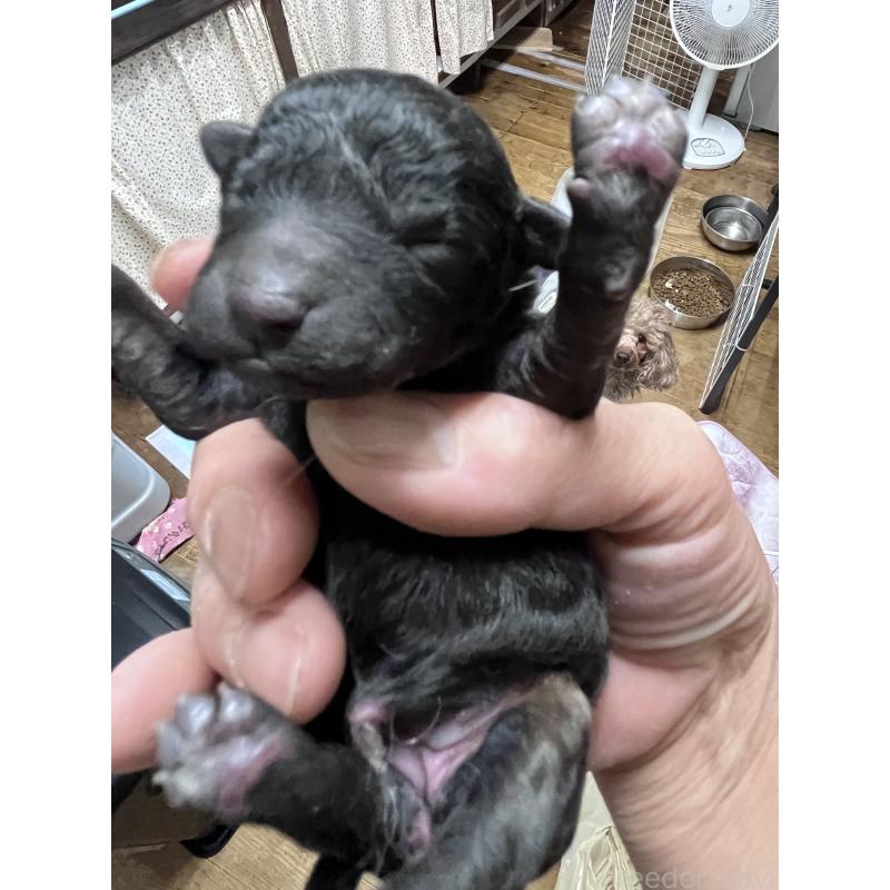 販売中の東京都のミックス犬-427269の2枚目