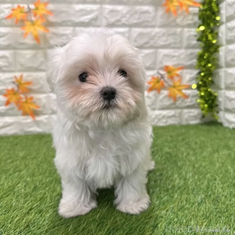 販売中の愛知県のマルチーズ-426040