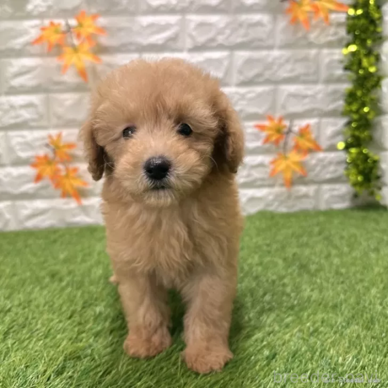 販売中の愛知県のトイプードル-424651