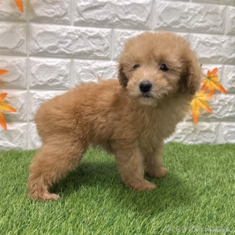 成約済の愛知県のトイプードル-424651の5枚目