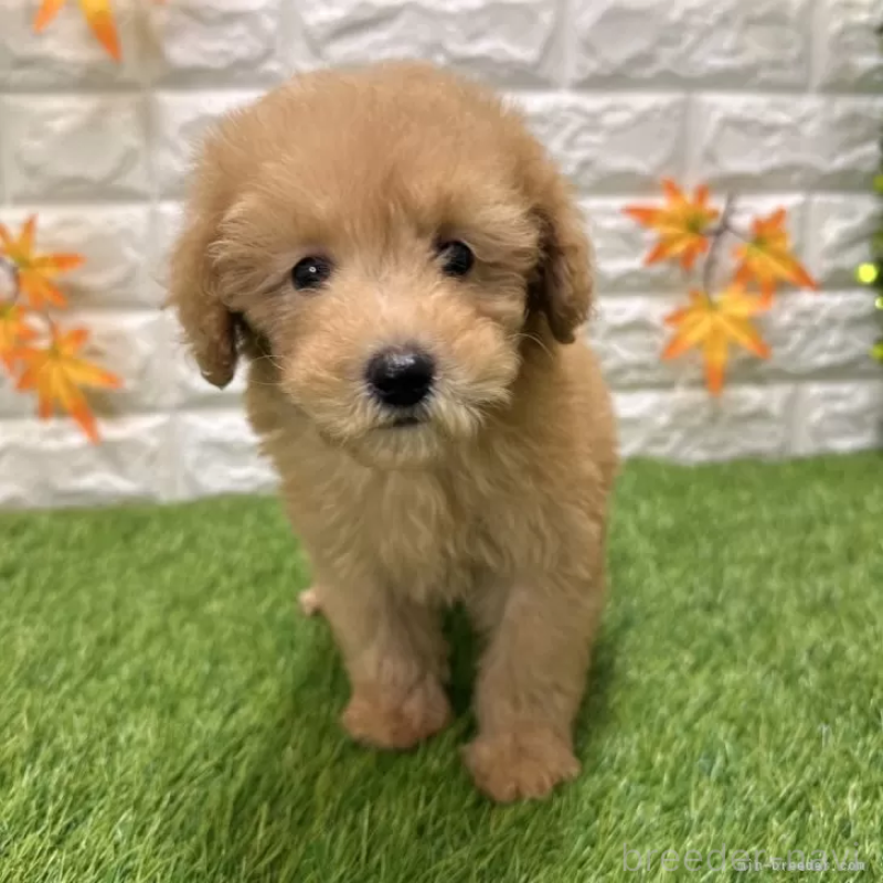 成約済の愛知県のトイプードル-424651の3枚目