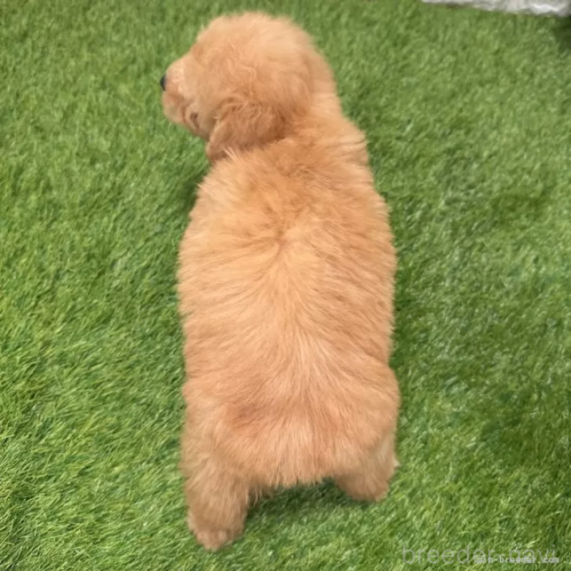 成約済の愛知県のトイプードル-424651の2枚目