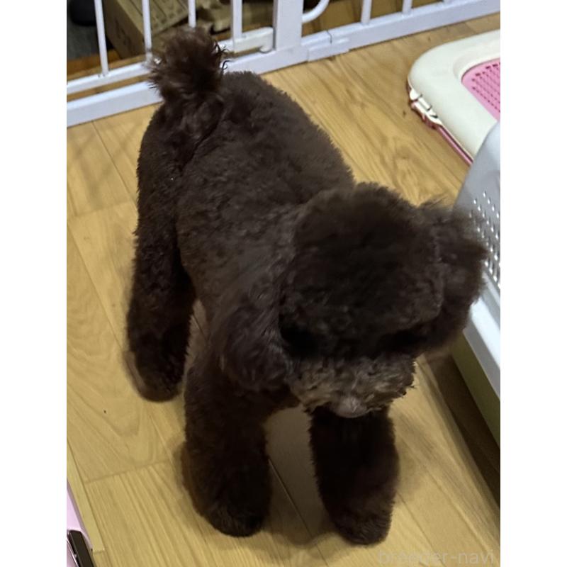 販売中の兵庫県のトイプードル-421512の2枚目