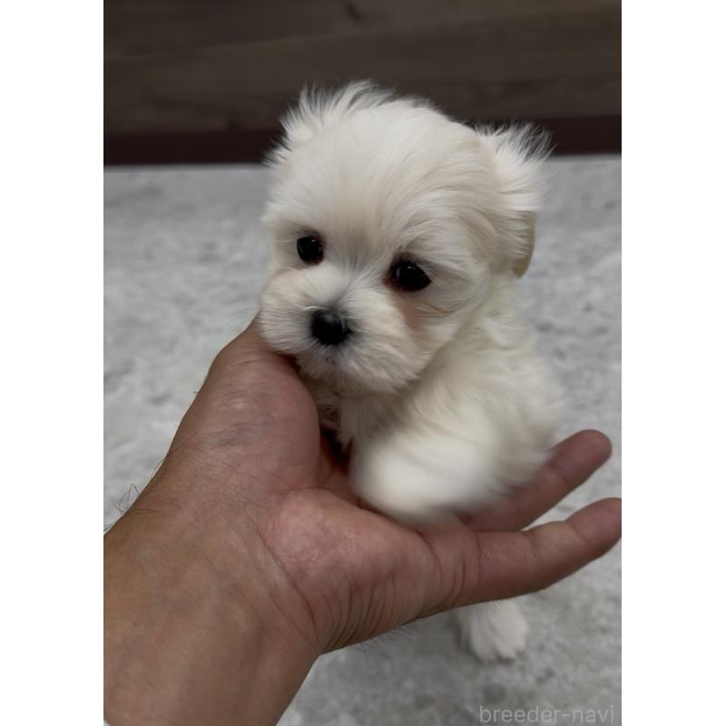 販売中の福岡県のミックス犬-427271の3枚目