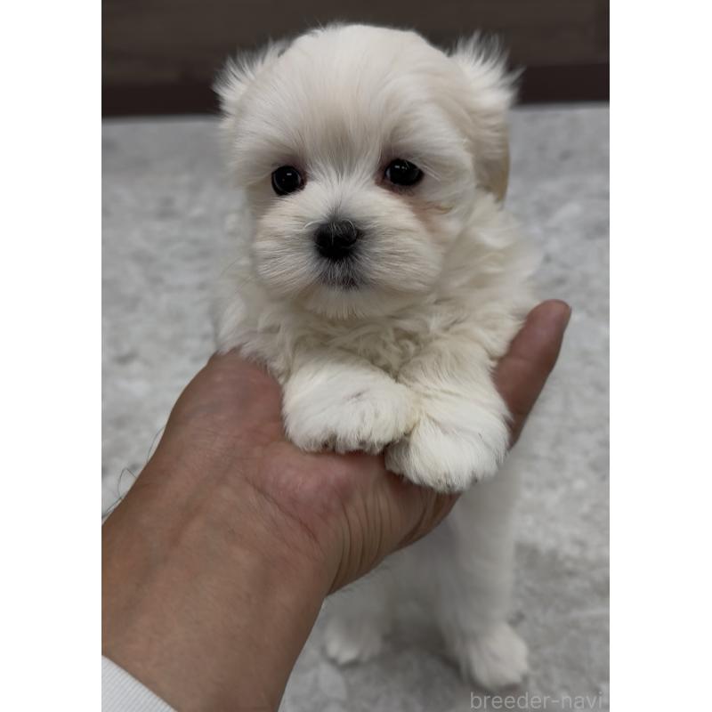 販売中の福岡県のミックス犬-427271の2枚目