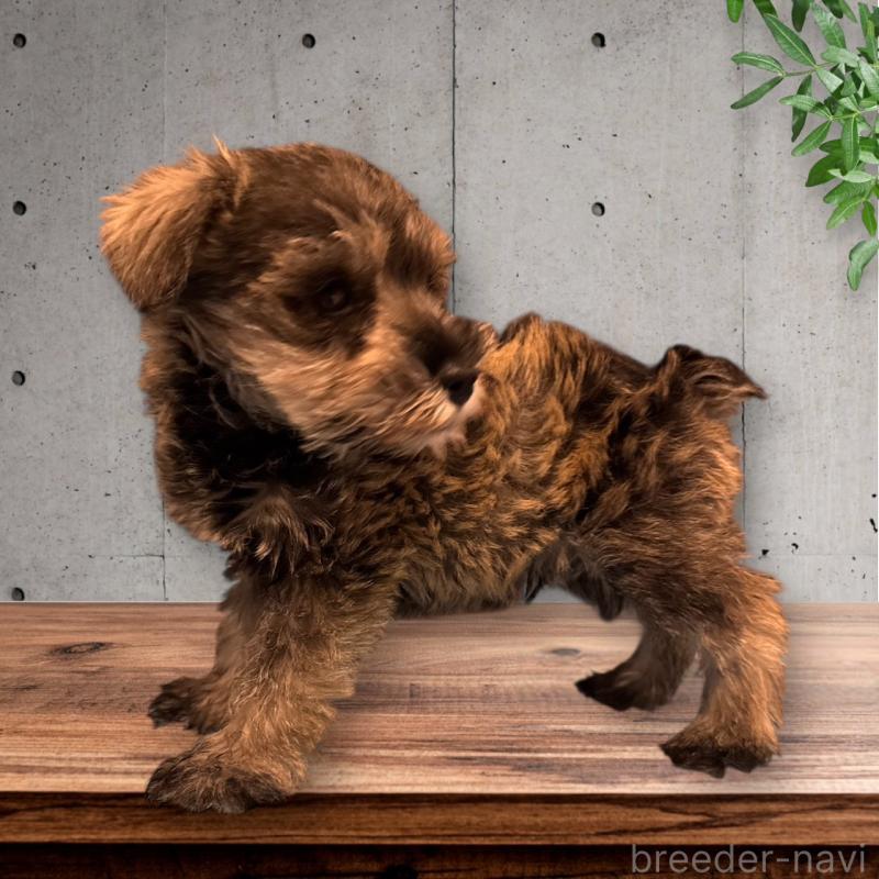 販売中の愛媛県のミニチュアシュナウザー-427272の3枚目