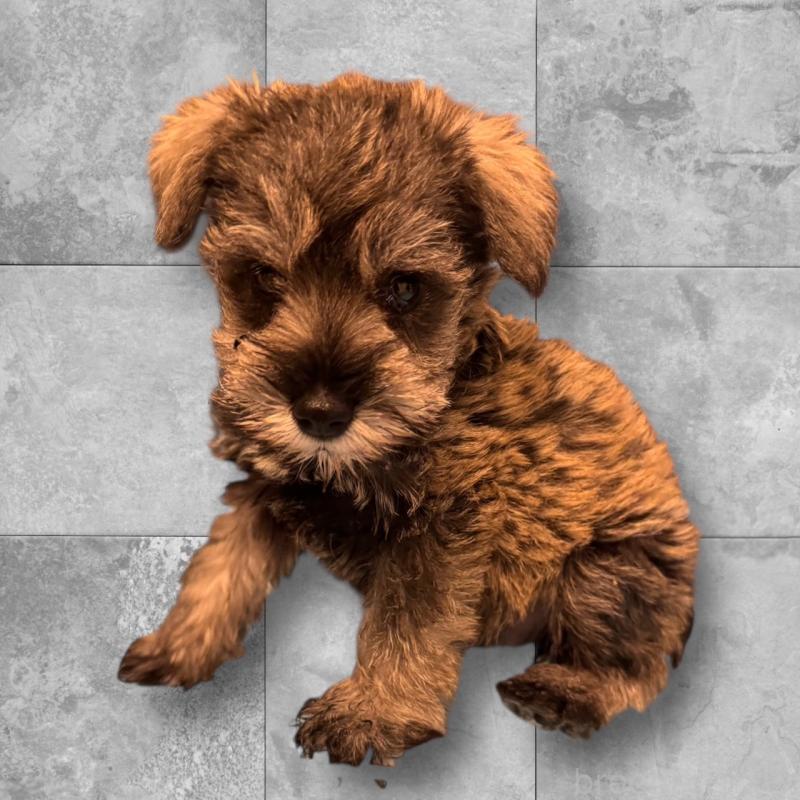 販売中ののミニチュアシュナウザー-427272