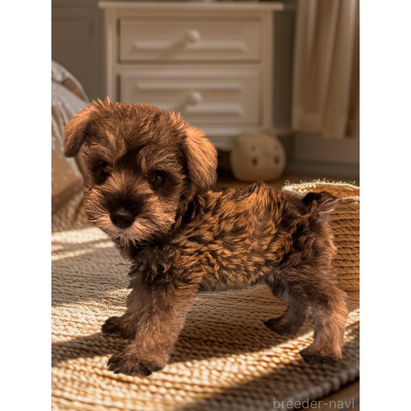 販売中の愛媛県のミニチュアシュナウザー-427272の2枚目