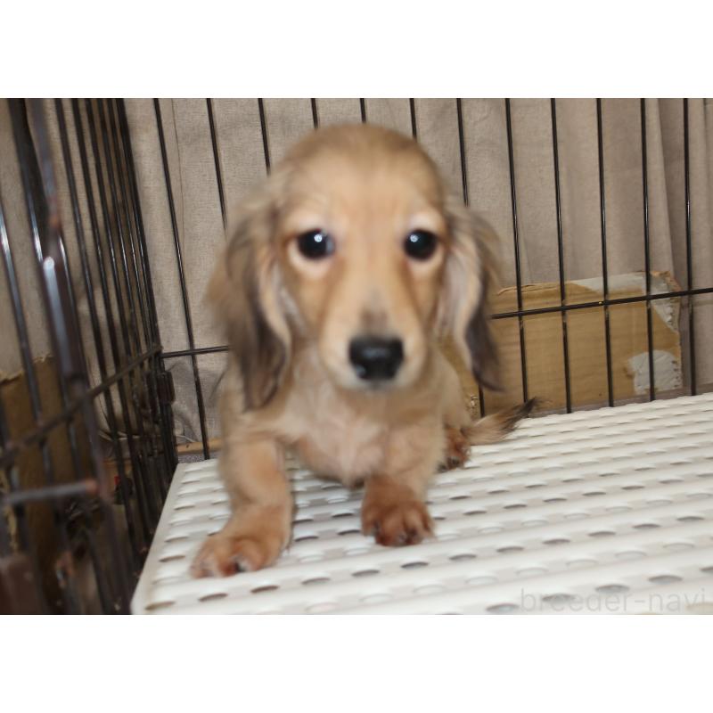 販売中の長崎県のミニチュアダックスフンド(ロングヘアード)-412172の6枚目