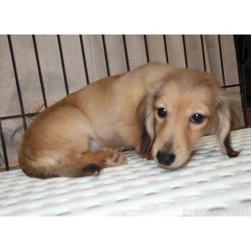 販売中の長崎県のミニチュアダックスフンド(ロングヘアード)-412172の5枚目