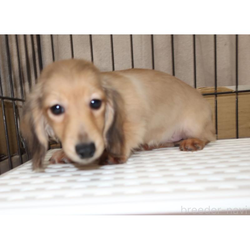 販売中の長崎県のミニチュアダックスフンド(ロングヘアード)-412172の4枚目