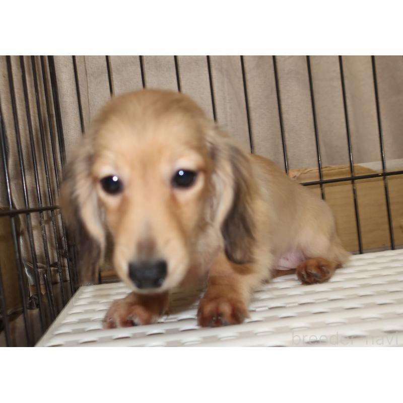 販売中の長崎県のミニチュアダックスフンド(ロングヘアード)-412172の3枚目