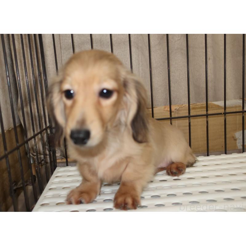 販売中の長崎県のミニチュアダックスフンド(ロングヘアード)-412172の2枚目