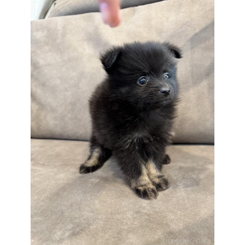 販売中の愛媛県のポメラニアン-427278の3枚目